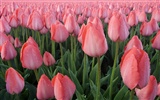 Velký tulipán tapetu (3) #39382