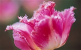 fleurs fond d'écran Widescreen close-up (7) #6