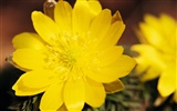 fleurs fond d'écran Widescreen close-up (7) #10