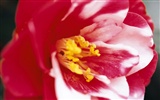 Širokoúhlý tapety květiny close-up (7) #13