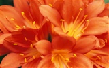 fleurs fond d'écran Widescreen close-up (9) #5