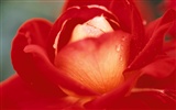 fleurs fond d'écran Widescreen close-up (10) #13