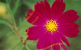 fleurs fond d'écran Widescreen close-up (10) #17