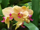 Phalaenopsis (dawenwei práce)