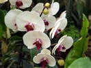 Phalaenopsis (œuvres dawenwei) #2