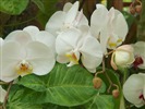 Phalaenopsis (dawenwei 작품) #3