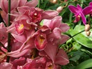 Phalaenopsis (dawenwei работ) #5