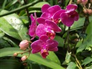 Phalaenopsis (dawenwei práce) #6