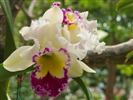Phalaenopsis (dawenwei работ) #7