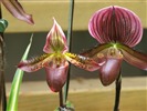 Phalaenopsis (dawenwei práce) #10