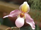 Phalaenopsis (œuvres dawenwei) #11