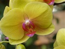 Phalaenopsis (dawenwei práce) #12