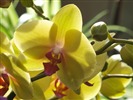 Phalaenopsis (dawenwei práce) #13