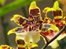 Phalaenopsis (dawenwei работ) #15