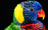 Parrot Tapete Fotoalbum
