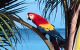 Parrot album photo papier peint #2