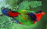 Parrot album photo papier peint #4
