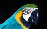 Parrot album photo papier peint #5