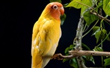 Parrot Tapete Fotoalbum #8