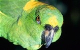 Parrot Tapete Fotoalbum #9