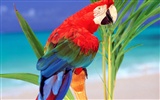 Parrot album photo papier peint #15