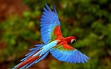 Parrot Tapete Fotoalbum #16
