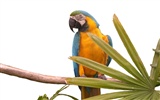 Parrot Tapete Fotoalbum #17