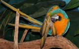Parrot album photo papier peint #18