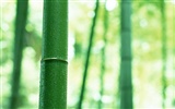 Fond d'écran de bambou vert albums #3