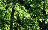 Fond d'écran de bambou vert albums #6