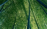 Fond d'écran de bambou vert albums #11