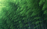 Fond d'écran de bambou vert albums #12