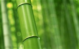 Fond d'écran de bambou vert albums #16