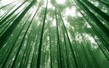 Fond d'écran de bambou vert albums #17