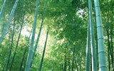 Fond d'écran de bambou vert albums #20