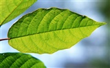 Green leaf photo wallpaper (1) #3