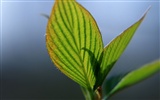 Green leaf photo wallpaper (1) #6