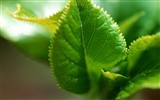 Green leaf photo wallpaper (1) #8