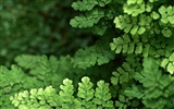 Green leaf photo wallpaper (1) #10