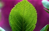 Green leaf photo wallpaper (1) #14