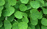 Green leaf photo wallpaper (1) #16
