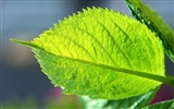 Green leaf photo wallpaper (1) #20