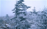 Invierno Nieve fondo de pantalla #15