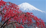 日本富士山 壁纸(一)
