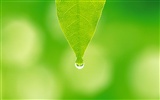 Green leaf photo wallpaper (5) #2