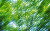 Green leaf photo wallpaper (5) #5