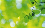 Green leaf photo wallpaper (5) #8