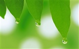 Green leaf photo wallpaper (5) #9
