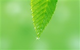 Green leaf photo wallpaper (5) #10