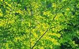 Green leaf photo wallpaper (5) #11